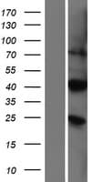 Human PIRT Protein (Over-Expression Lysate Myc-DDK (Flag))