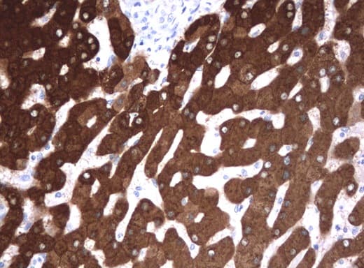 FTCD / 58K Golgi Protein Antibody (clone UMAB122, Carrier-free)