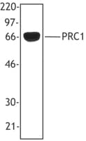 Monoclonal Mouse anti-Human PRC1 Antibody (clone 6G2, WB)