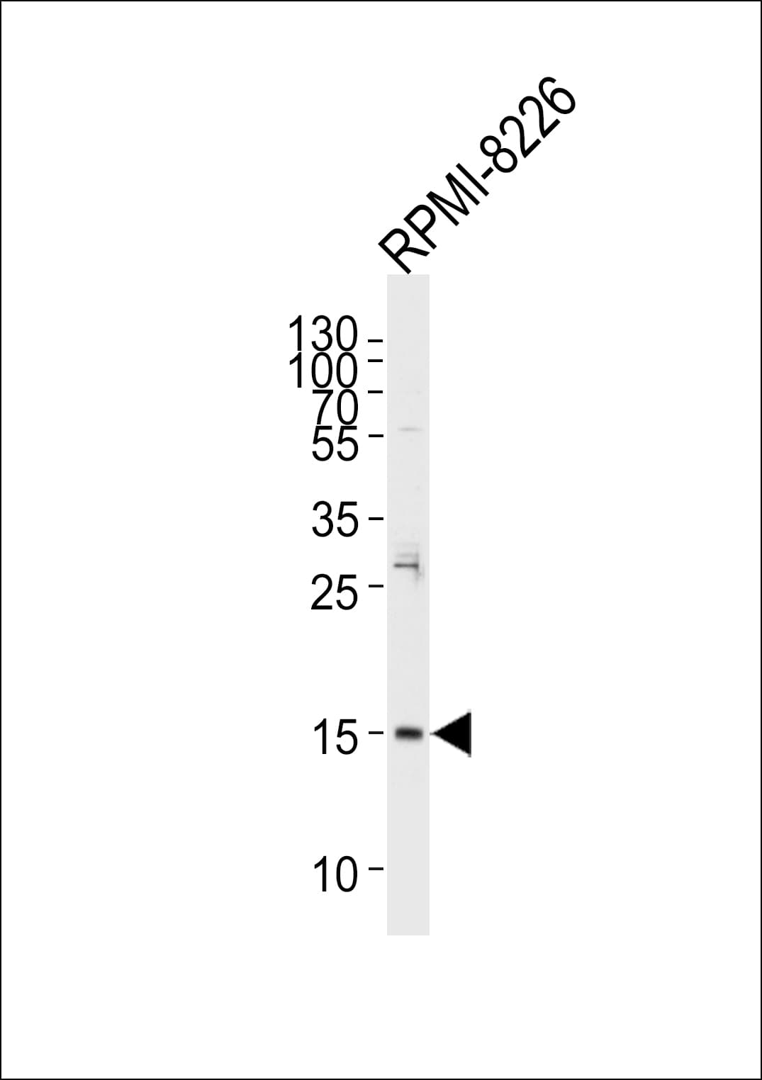 REG3A Antibody (aa12-39)