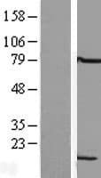 LSM6 Protein (Over-Expression Lysate Myc-DDK (Flag))