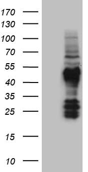 FAM131C Antibody (clone OTI6F3)