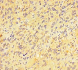 Polyclonal Rabbit anti-Human PAG1 Antibody (IHC, IF, WB)