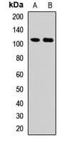 DPP / DSPP Antibody