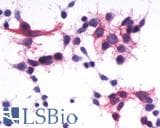 IHC-plus™ P2RY1 / P2Y1 Antibody (C-Terminus)