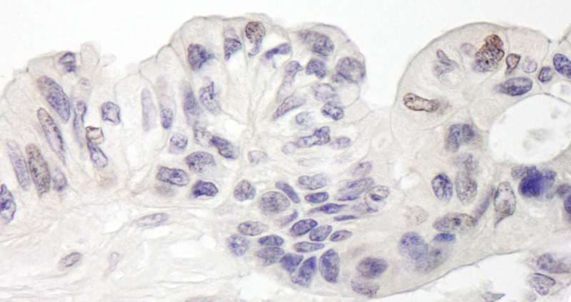 MAML1 Antibody (aa75-125)