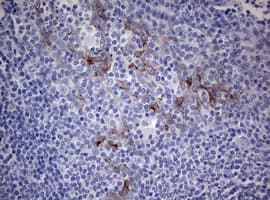 Monoclonal Mouse anti-Human MFN1 Antibody (clone OTI4H4, IHC, WB)