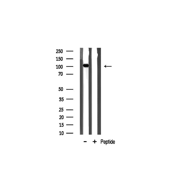 KSR2 Antibody
