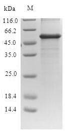 E. coli Polymyxin resistance protein MCR-1 (Recombinant 6His-SUMO, N-terminus)