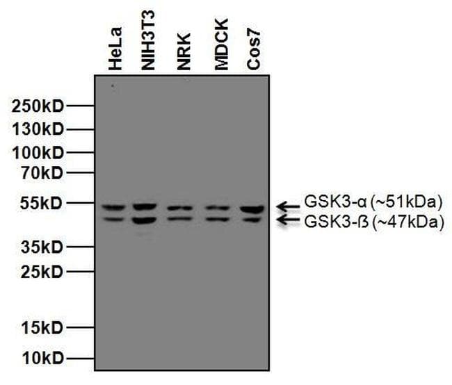 Goat Anti-Mouse IgG Secondary Antibody (HRP)