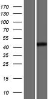 POU3F1 / OCT6 Protein (Over-Expression Lysate Myc-DDK (Flag))