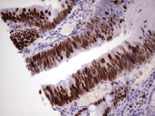 MCM2 Antibody (clone OTI1G10)