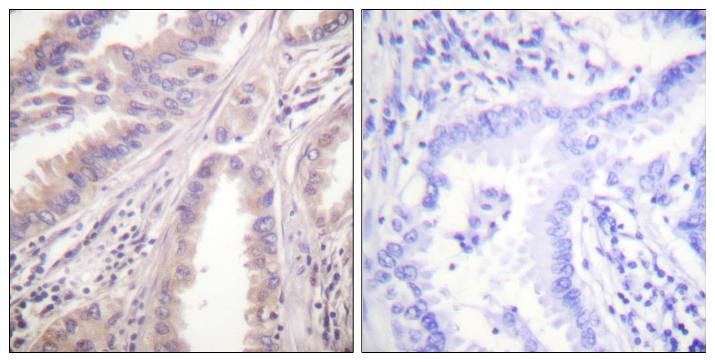 KIF11 / EG5 Antibody (aa892-941)