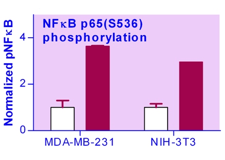 NFkB Phosphorylation Assay Kit (Fluorometric)