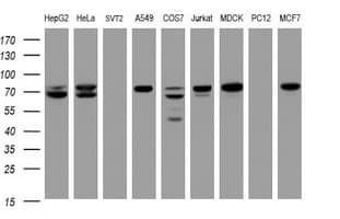 CCDC93 Antibody (aa293-631, clone OTI3B5)