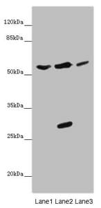 Polyclonal Rabbit anti-Human KCNS3 Antibody (WB)
