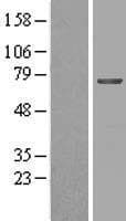 MGAT4B Protein (Over-Expression Lysate Myc-DDK (Flag))