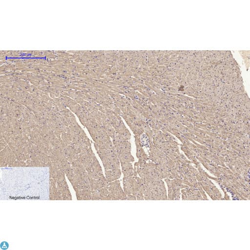 Polyclonal Rabbit anti-Human CYCS / Cytochrome c Antibody (WB)