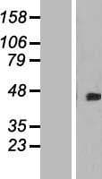 DOK4 Protein (Over-Expression Lysate Myc-DDK (Flag))