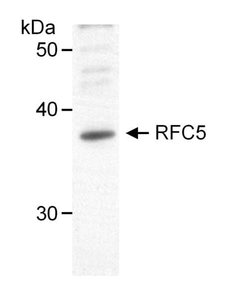 Polyclonal Goat anti-Human RFC5 Antibody (aa1-50, WB)