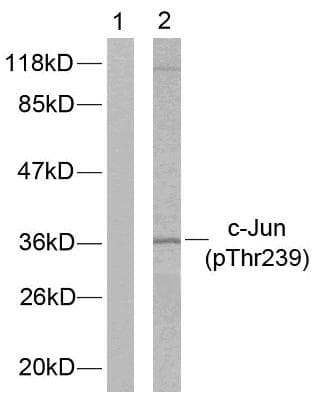 JUN / c-Jun Antibody (phospho-Thr239)