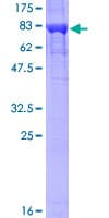Human KPNA2 / Importin Alpha 1 Protein (Recombinant GST)