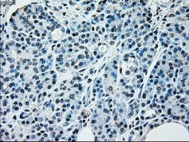 NRBP1 / NRBP Antibody (clone OTI6C11)