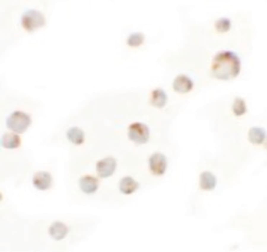 IHC-plus™ WDR5 Antibody