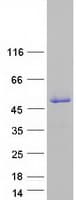 Human SSBP4 Protein (Recombinant Myc-DDK (Flag))