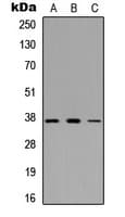 IHC-plus™ GFI1B Antibody (Internal)