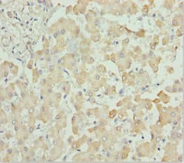 Polyclonal Rabbit anti-Human BRAK / CXCL14 Antibody (IHC)