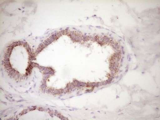VIP Antibody (clone OTI1E8)