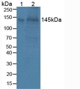 BCAN / Brevican Antibody (aa23-353)