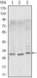 IHC-plus™ Monoclonal Mouse anti-Human CD69 Antibody (clone 8B6, IHC, WB)
