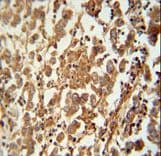 SPATC1 Antibody (aa1-30)