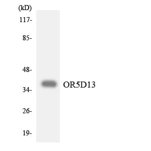 Polyclonal Rabbit anti-Human OR5D13 Antibody (aa256-305, WB)