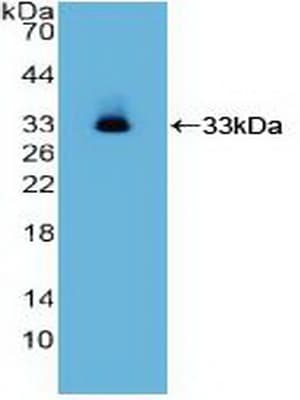 ITGA2 / CD49b Antibody (aa678-894, APC)