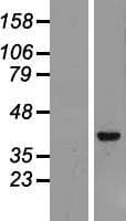 AMZ2 Protein (Over-Expression Lysate Myc-DDK (Flag))