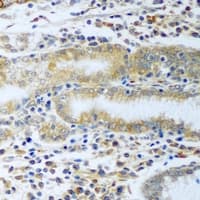 CCT4 / SRB Antibody