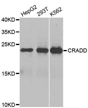 CRADD / RAIDD Antibody