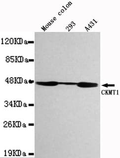 CKMT1 Antibody
