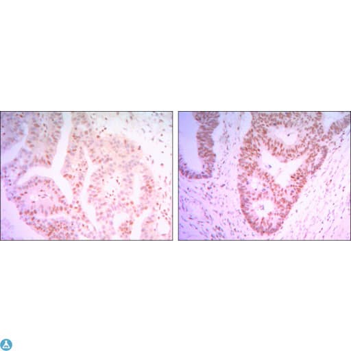 Monoclonal Mouse anti-Human CTG-B45d / THAP11 Antibody (IHC, IF, WB)