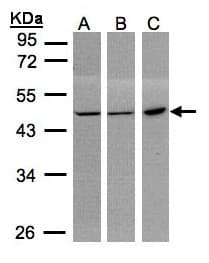PGD Antibody (aa1-201)