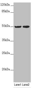 SLC39A7 / ZIP7 Antibody