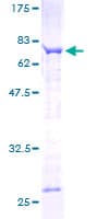 Human SPAG6 Protein (Recombinant GST)