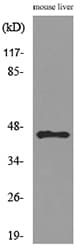 DNAJA1 / HDJ2 Antibody