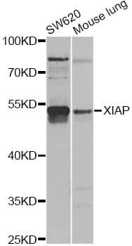 XIAP Antibody