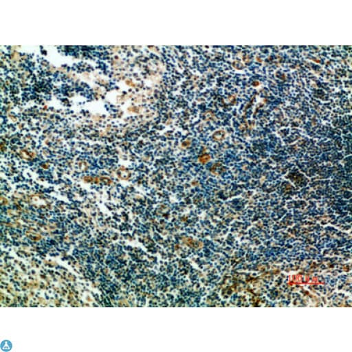 ST6GAL1 / CD75 Antibody