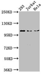 NEDD4L / NEDD4-2 Antibody