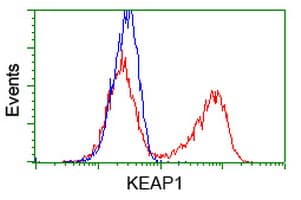 KEAP1 Antibody (clone OTI1A1)